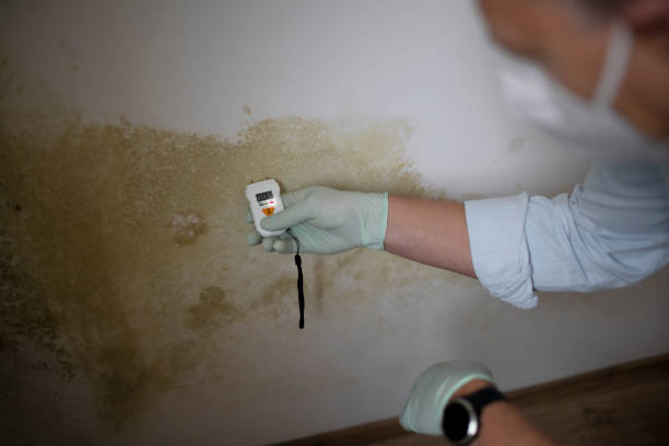 Why You Should Choose Our Mold Remediation Services in Ojus, FL